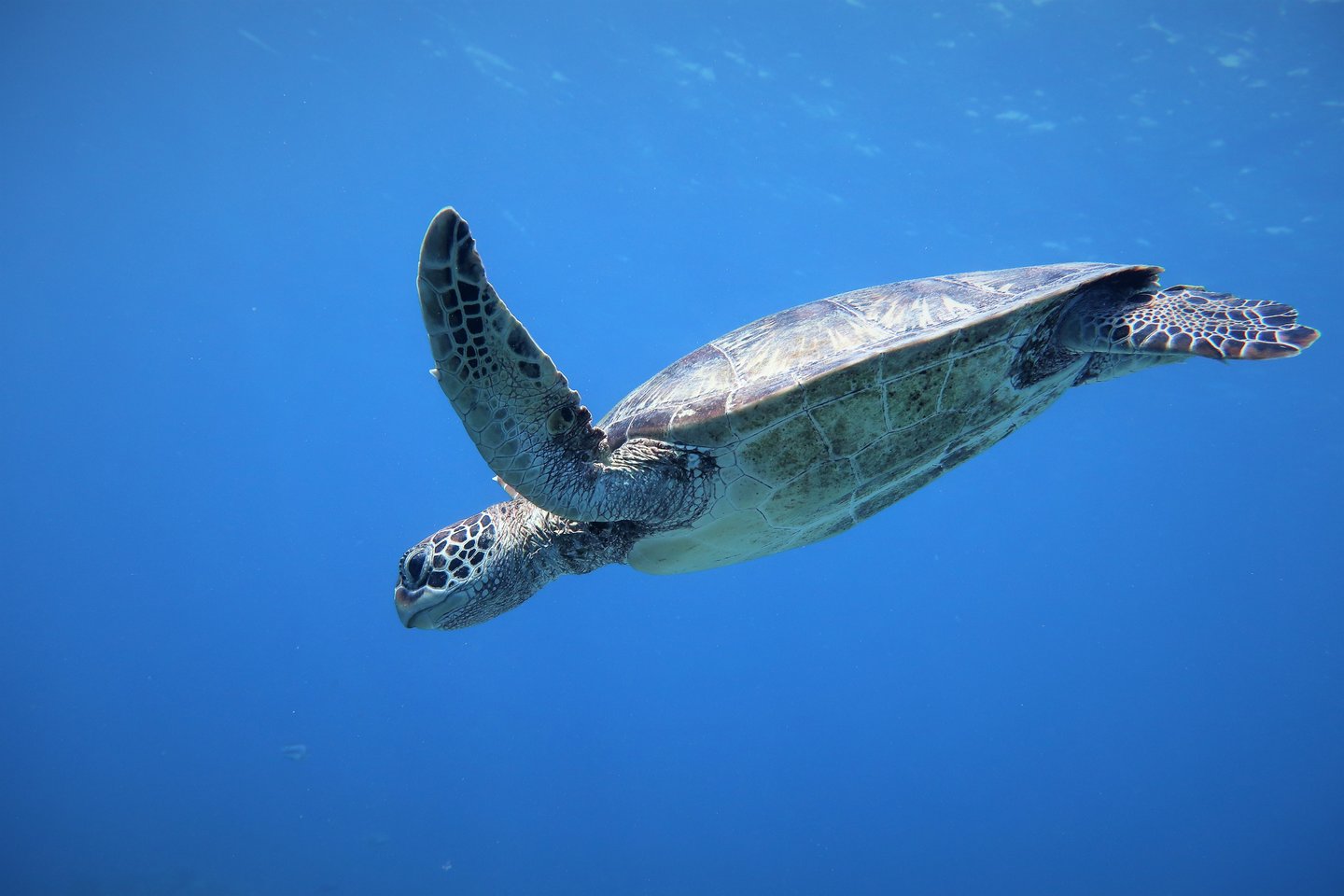 A graceful swimming turtle heading down to the ocean floor looking for food.