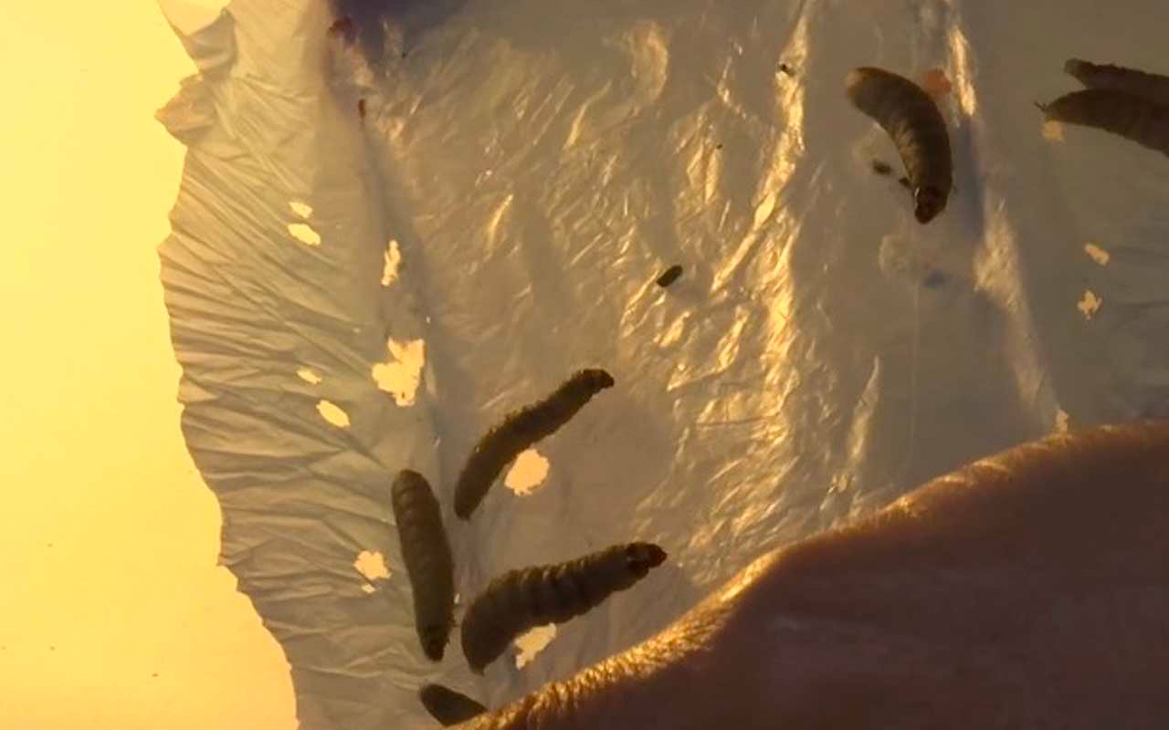 Wax worms can eat through plastic but takes time